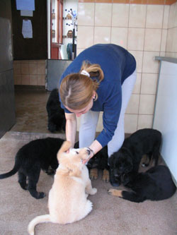 chiots de Sonate  8 semaines avec Olivia